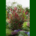 Photinia fraseri Carre Rouge - Fotinija Carre Rouge