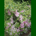 Weigela florida Variegata - Šarenolisna vejgela Variegata