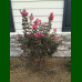 Lagerstroemia Black Diamonds Shell Pink - Indijski jorgovan Shell Pink