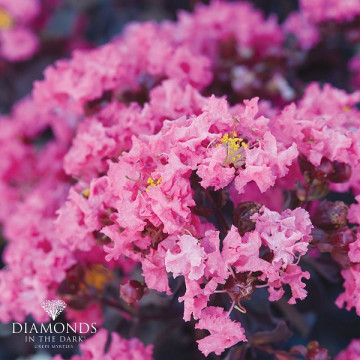 Lagerstroemia Black Diamonds Shell Pink - Indijski jorgovan Shell Pink