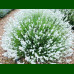 Lavandula angustifolia Arctic Snow - Lavanda Arctic Snow