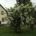 Philadelphus coronarius - Pajasmin