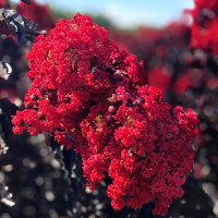 Lagerstroemia Black Diamonds Crimson Red - Indijski jorgovan Crimson Red