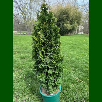 Thuja occidentalis Brobecks Tower - Tuja stubasta Brobecks Tower