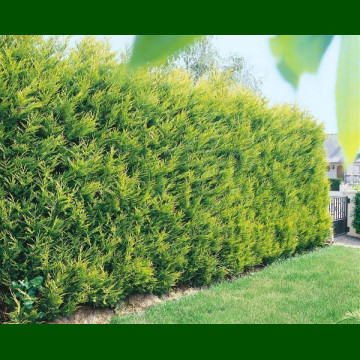 Cupressocyparis Leylandii Castlewellan Gold - Lejlandski čempres Castlewellan Gold