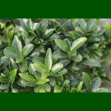 Euonymus microphyllus Green - Kuglasti sitnolisni evunimus Green