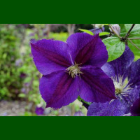 Clematis Star of India - Klematis Star of India