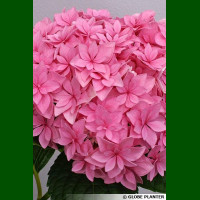 Hydrangea macrophylla Together - Baštenska orhideja Together