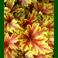 Heuchera Gold Zebra - Hojhera Gold Zebra