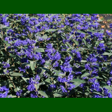 Caryopteris x clandonensis Grand Bleu - Kariopteris Grand Bleu