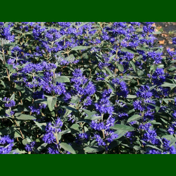 Caryopteris x clandonensis Grand Bleu - Kariopteris Grand Bleu