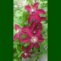 Clematis Niobe - Klematis Niobe