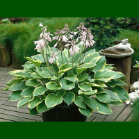 Hosta Aureomarginata 