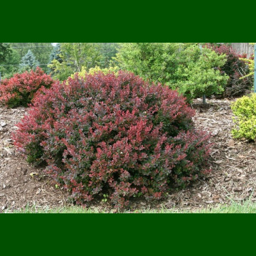 Berberis thunbergii Atropurpurea Nana - Patuljasti crveni berberis