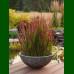 Imperata cylindrica Red Baron - Ukrasna trava Red Baron