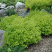 Spirea japonica Goldmound - Japanska spirea Goldmound
