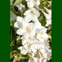 Weigela florida Candida - Vejgela Candida
