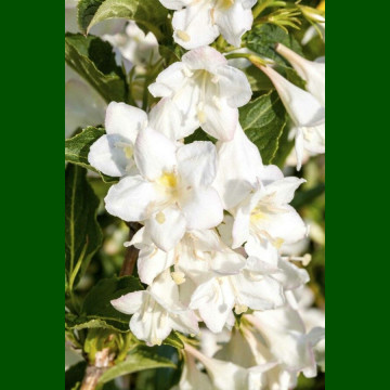 Weigela florida Candida - Vejgela Candida