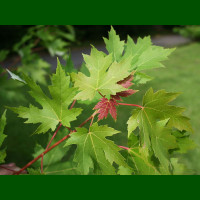 Acer saccharinum - Srebrnolisni javor