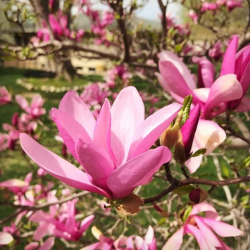 Magnolia Betty - Magnoljia Betty