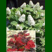 Hydrangea quercifolia Snow Queen - Hrasnolisna hortenzija Snow Queen