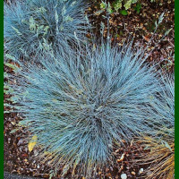 Festuca glauca Elijah Blue - Ukrasna trava Elijah Blue