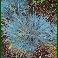 Festuca glauca Elijah Blue - Ukrasna trava Elijah Blue