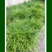 Carex morrowii Irish Green - Ukrasna trava Irish Green