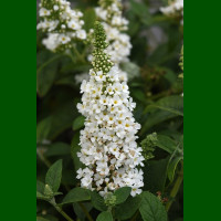Buddleja davidii Nanho White - Letnji jorgovan Nanho White