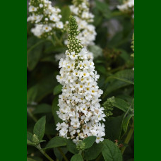 Buddleja davidii Nanho White - Letnji jorgovan Nanho White