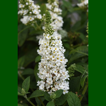 Buddleja davidii Nanho White - Letnji jorgovan Nanho White