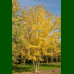 Acer saccharinum - Srebrnolisni javor
