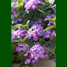 Lantana montevidensis Lutea - Puzava lantana Lutea