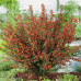 Cytisus Lena - Citisus Lena