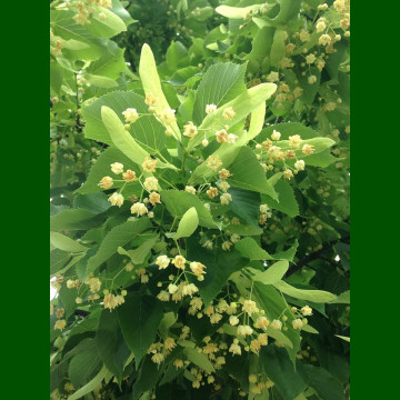 Tilia Tomentosa - Srebrna lipa