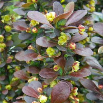 Berberis thunbergii Helmond Pillar - Berberis stubasti Helmond Pillar