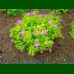 Spirea japonica Goldmound - Japanska spirea Goldmound