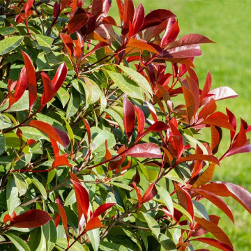 Photinia fraseri Red Robin - Fotinija Red Robin