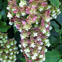 Hydrangea quercifolia Snowcicle - Hrasnolisna hortenzija Snowcicle