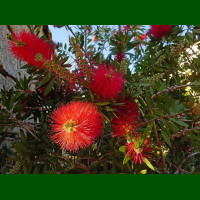 Callistemon citrinus - Kalistemon na štapu