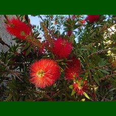 Callistemon citrinus - Kalistemon na štapu