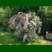 Weigela florida Variegata - Šarenolisna vejgela Variegata