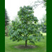 Asimina triloba Paw Paw - Indijska banana