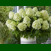 Hydrangea paniculata Little Spooky - Drvenasta hortenzija Little Spooky
