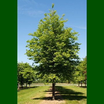 Tilia cordata Greenspire - Sitnolisna lipa Greenspire
