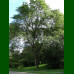 Gleditsia triacanthos - Trnovac drvo