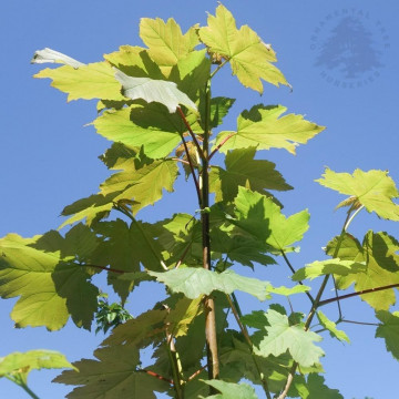 Acer pseudoplatanus - Gorski javor