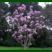 Magnolia Alexandrina - Magnolija Alexandrina