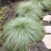 Carex comans Frosted Curls - Ukrasna trava Frosted Curls