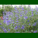 Caryopteris x clandonensis Heavenly Blue - Kariopteris Heavenly Blue